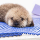 Illustration for article titled This is Way Too Fluffy Not to Share